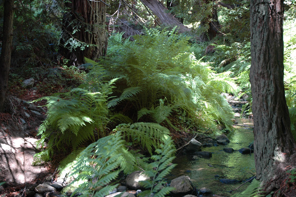 Soberanes Canyon 082.jpg